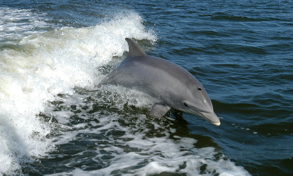 Bottlenose_Dolphin